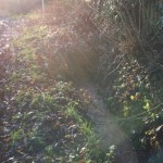 Water flowing from confluence of ditches on both sides of  Park Lane and rumble beside public footpath