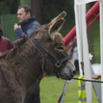 The Donkey didn't mind the rain