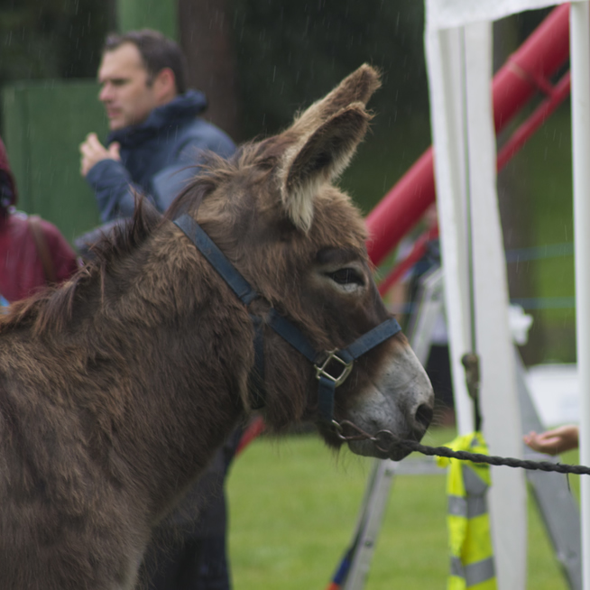 The Donkey didn't mind the rain