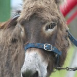 Donkey