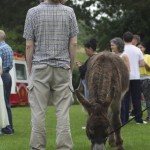 Donkey (2)
